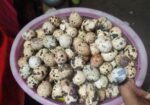 কোয়েল পাখির ডিম