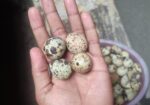 কোয়েল পাখির ডিম
