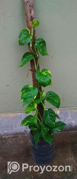টবে মানি প্ল্যান্ট গাছ