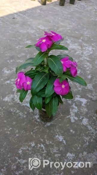 রকে করুন সবুজে ভরপুর – ৫টি গাছের কম্বো
