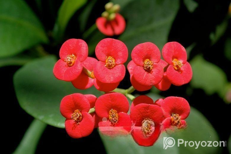 রকে করুন সবুজে ভরপুর – ৫টি গাছের কম্বো