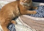 Male cat sell hobe