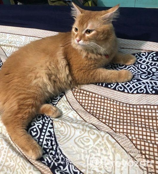 Male cat sell hobe