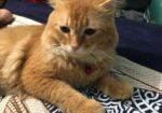 Male cat sell hobe