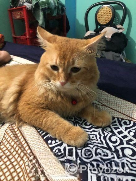 Male cat sell hobe