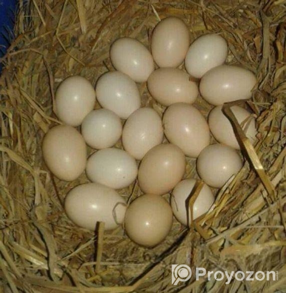 ডিম বিক্রি করবো