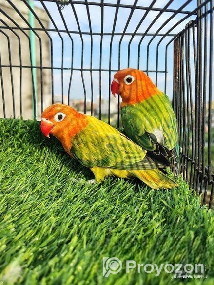 Love bird Sell Post