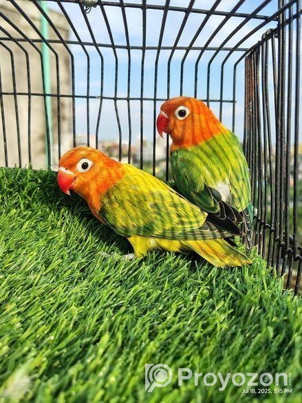Love bird Sell Post