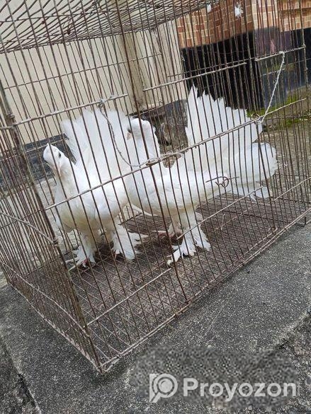 এক জুড়া বেবি লক্কা সেল হবে