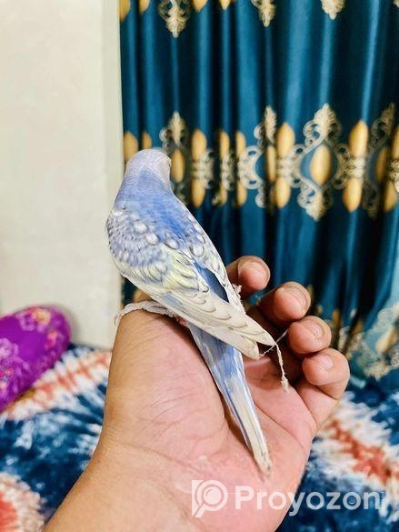 Tame Budgeriger