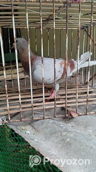 মিলি রেসার মাদি