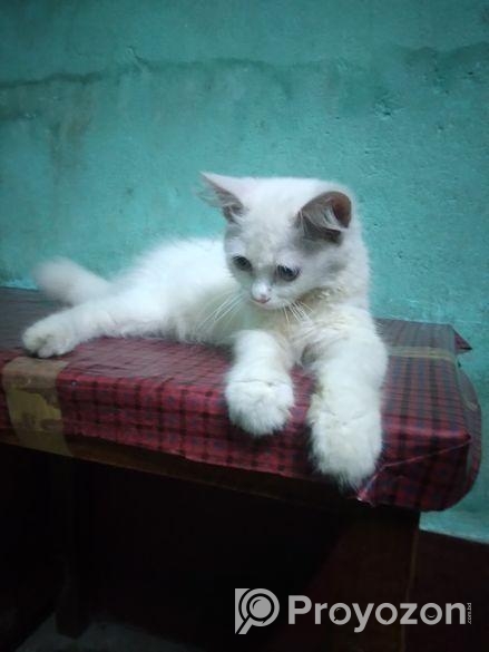 Persian Cat