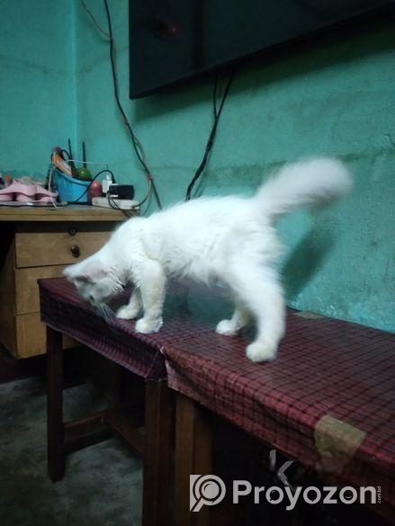 Persian Cat