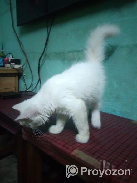 Persian Cat