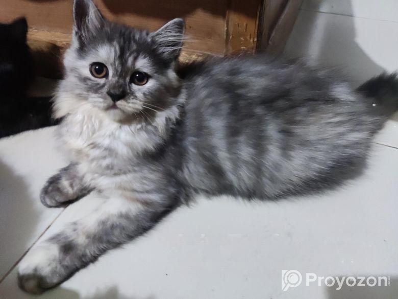 Persian Cat