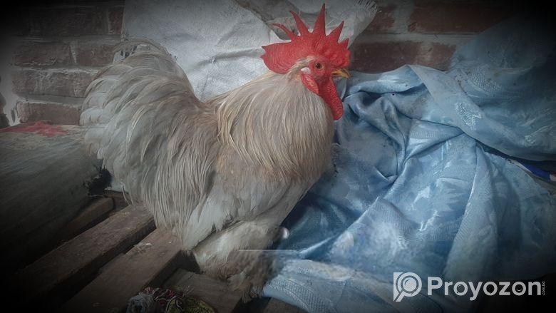 Silver Cochin male সিলভার কোচিন মোরগ