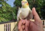 Cockatail Tem