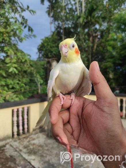 Cockatail Tem