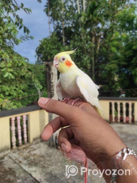 Cockatail Tem