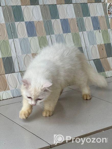 Parsian Male Cat