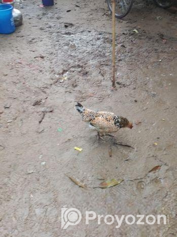 Murgi for sell