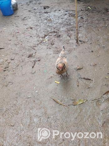 Murgi for sell