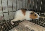 Guinea pig 12 pis