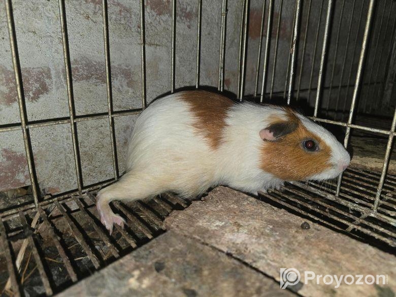Guinea pig 12 pis