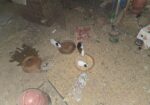 Guinea pig 12 pis