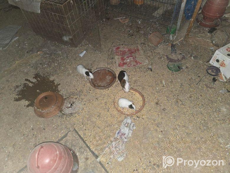Guinea pig 12 pis
