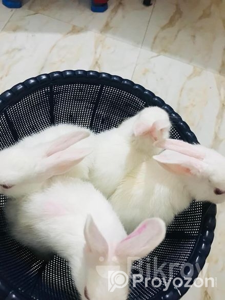 Rabbit For Sell