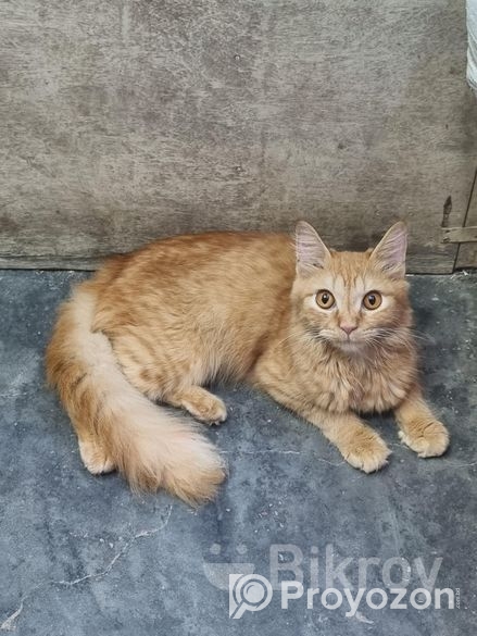 Original parsian cat