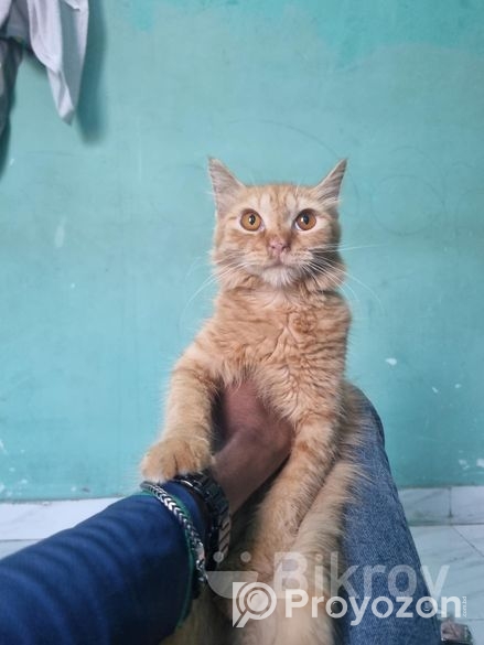 Original parsian cat