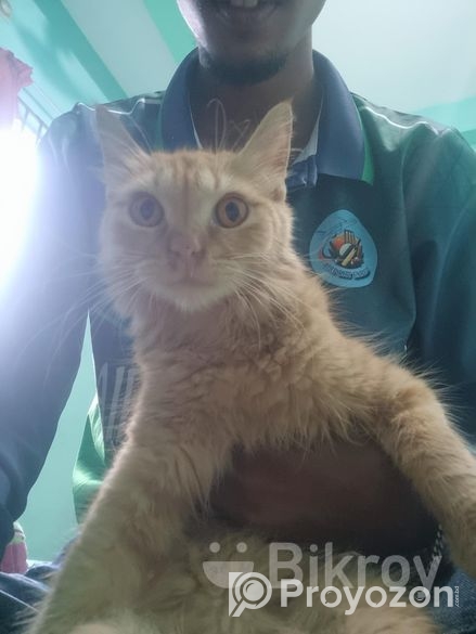 Original parsian cat
