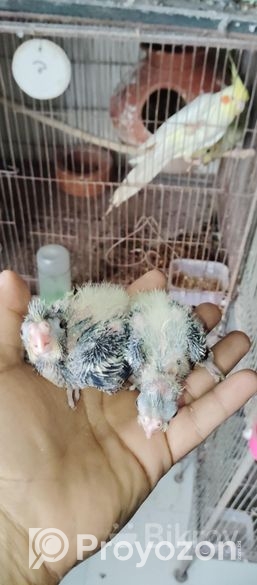 ককাটেল এর বেবি