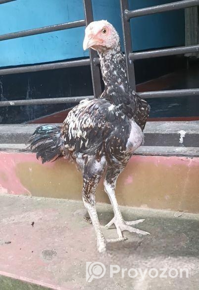Sorali murug Bacca