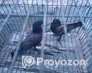 fitted-2025-07-26T121047.494_2025-07-26_12-11-43-Copy-Copy