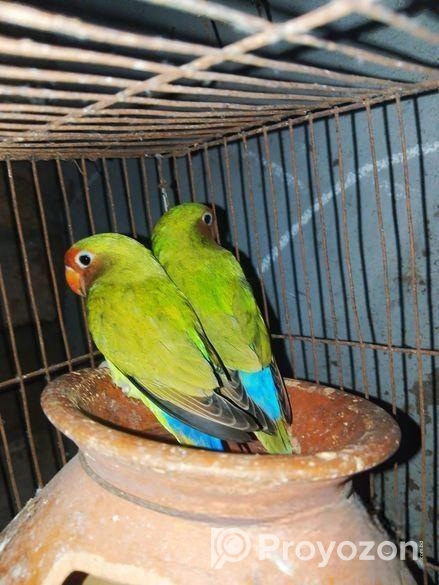 Lovbird Pakhi