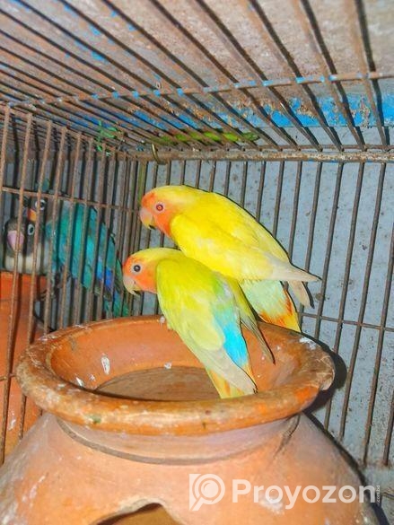 Lovbird Pakhi