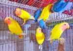 Lovbird New Adult