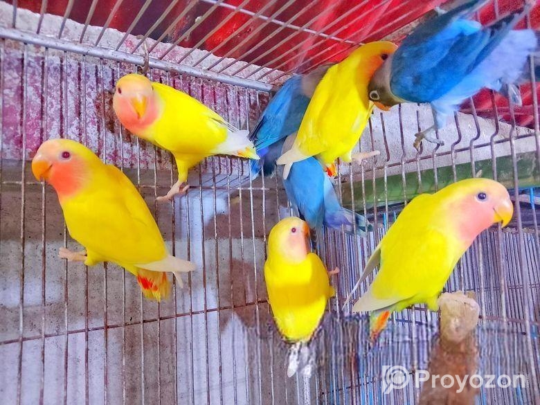 Lovbird New Adult