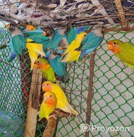 Lovbird New Adult