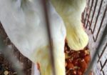 ২ পিচ বেবি সহ লুটিনো ককাটেল পাখি.