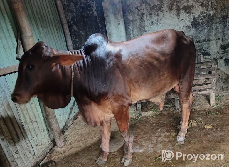 Good cow Sell Post