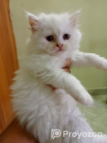 Persian Kitten Sell Post