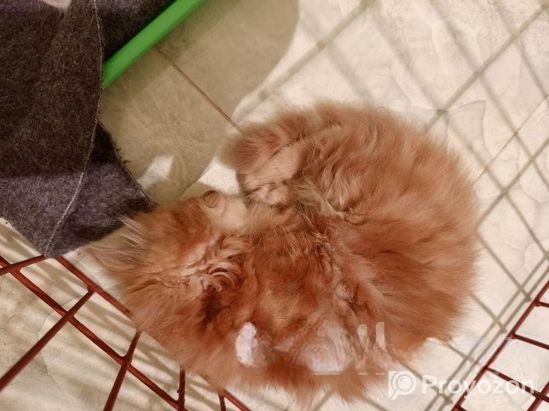 Persian Kitten Sell Post