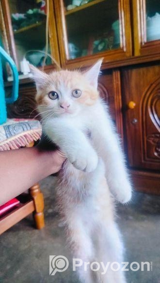 Mix persian M/F