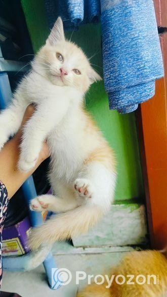 Mix persian M/F