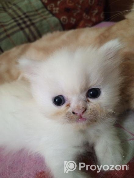 Persian Cat Sell Hobe