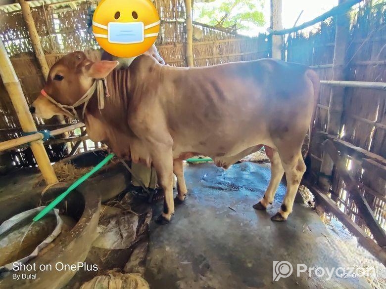 শাহি ওয়াল ষাড়